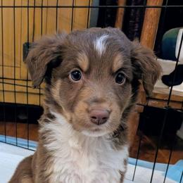 Colby - Red tri-color male Australian Shepherd puppy in Pamplin, Virginia from Hope & Joy Acres