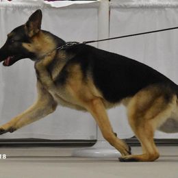 German Shepherds from Cross Timbers Kennels