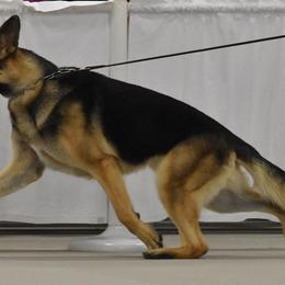 German Shepherds from Cross Timbers Kennels
