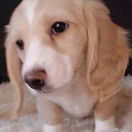 Dachshund puppies from Stacie's Charming Doxies
