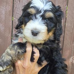 Orange Boy - Tri-color male Bernedoodle puppy in Brea, California from River Doodles