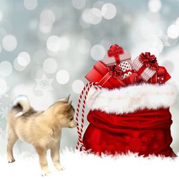 Pomsky Puppies from Promise Land Pomskies