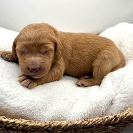 Turquoise girl - Red  female Goldendoodle puppy in Lewisville, Texas from Zink Doodles