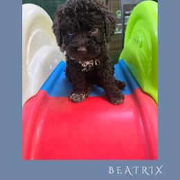 Girl 1 - Brown female Lagotto Romagnolo puppy in Salida, California from Harper's Lagotti