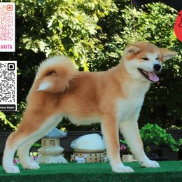 Champ - Red male Japanese Akitainu puppy in Maryland from Capital Akita