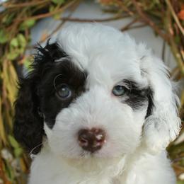 Knox - White and red male Bordoodle puppy in Tom Bean, Texas from Okie Bordoodles & Poodles