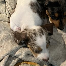 Dachshund Puppies from The Weenie Herd Mom