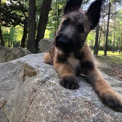 Belgian Laekenois Puppies from Chiens de Rafale