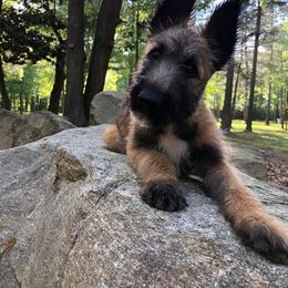 Belgian Laekenois Puppies from Chiens de Rafale