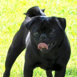 Jordan - Pug