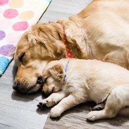 Golden Retriever Puppies from Ruff Life Goldens