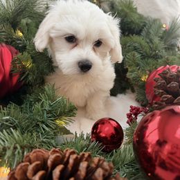 Lucky - White male Coton de Tulear puppy in Ludington, Michigan from Cotten's Sunset Kennels