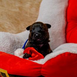 Royal - Black brindle male Dutch Shepherd puppy in Auburn, Georgia from Faberge Hollandse Herdershond