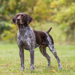 Whopper - German Shorthaired Pointer