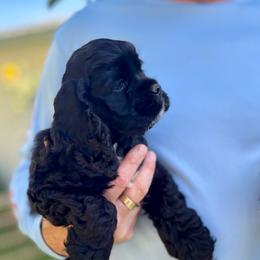 Coal - Black male Cocker Spaniel puppy in Oregon from Doc's Cockers