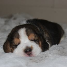 Carley - Black tan and white female Beagle puppy in Morrill, Kansas from Kelle Beagles