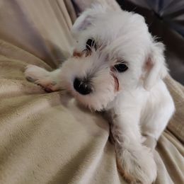 Miniature Schnauzers from KS Kennels