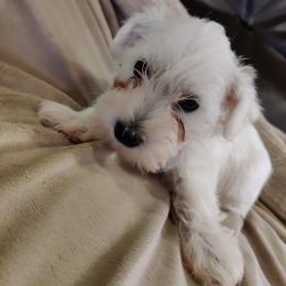 Miniature Schnauzers from KS Kennels