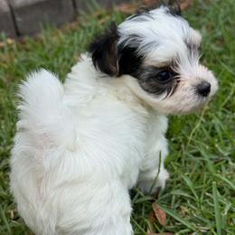 Parti Morkie Boy Puppy - White and tan male Morkie puppy in Summerville, South Carolina from Our Yorkie and Morkie Puppies of Summerville, South Carolina.