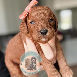 Jane - Red  female Goldendoodle puppy in Marion, Ohio from Doodles & Doxies