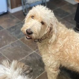 Aussiedoodles and Goldendoodles from Alexis's Pups