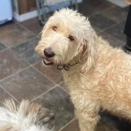 Aussiedoodles and Goldendoodles from Alexis's Pups