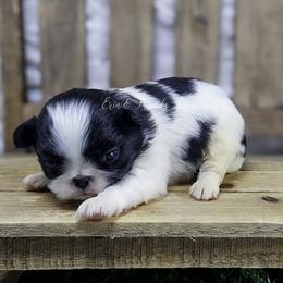 Topanga - Black and white female Japanese Chin puppy in Johnson City, Tennessee from Erin & Friends Japanese Chin