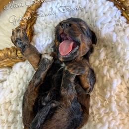 Dozer - Sable male Bernedoodle puppy in Grove, Oklahoma from Guinn Family Farms