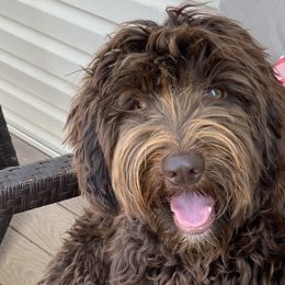 Effie - Australian Labradoodle