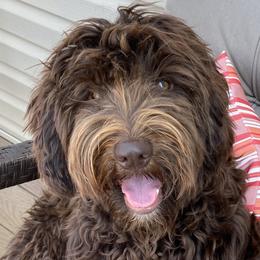 Effie - Australian Labradoodle