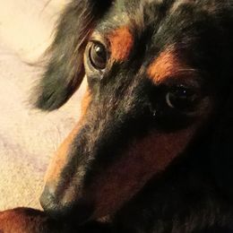 Roxy - Dachshund