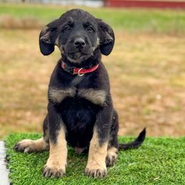 Red collar - Brindle male Anatolian Shepherd Dog puppy in Spokane, Washington from 4D Cattle Dogs