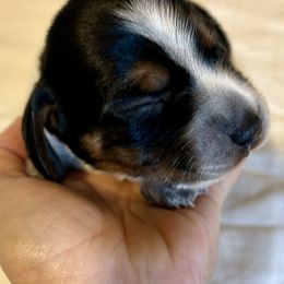 Boy 1 - Black tan and bluetick male Beagle puppy in Peyton, Colorado from Bluebonnet Kennels