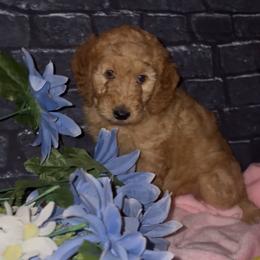 Violet - Cream female Goldendoodle puppy in Cleveland, Ohio from A&B Happybreeds