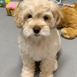 Australian Labradoodle Puppies from Charlotte Labradoodles
