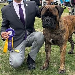 Bullmastiff Puppies from Watchman Kennels