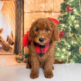 Ivy - Red  female Goldendoodle puppy in Pocasset, Massachusetts from Mini Goldendoodles of Cape Cod