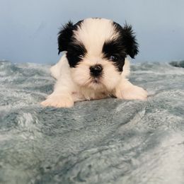 Bitty - Black and white male Shih Tzu puppy in Hawthorne, Florida from Simply Southern Shihtzus