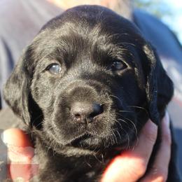Labrador Retriever Puppies from Mariani Labrador Retrievers