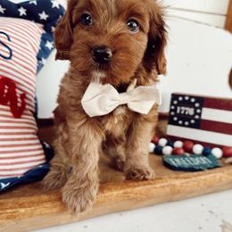 Cub - Red male Cavapoo puppy in Mesa, Arizona from Pedersendoodles