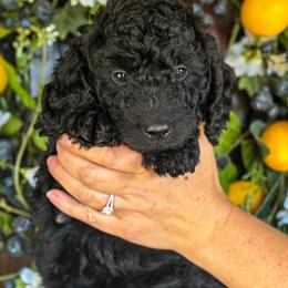 Amelia - Black male Goldendoodle puppy in Enumclaw, Washington from Owen-a-Doodle