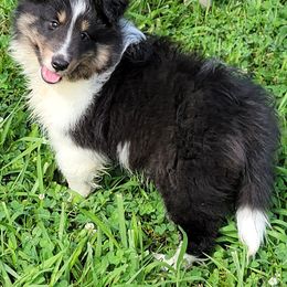 Jake - Black white and tan male Shetland Sheepdog puppy in Conway, Missouri from Brooks's little darlings