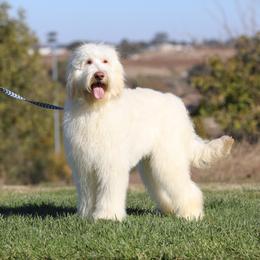 Bear - Australian Labradoodle