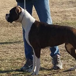 Boxers and Great Danes from Boxers and Great Danes