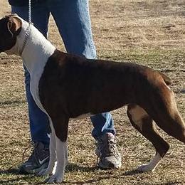 Boxers and Great Danes from Boxers and Great Danes