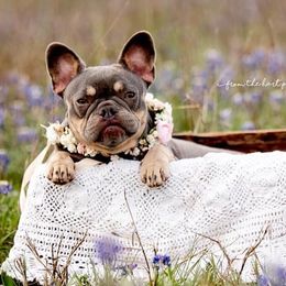 French Bulldogs from Royal Dream Frenchies