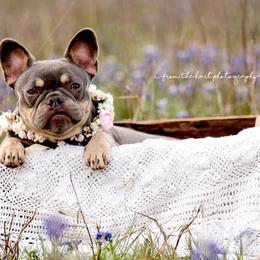 French Bulldogs from Royal Dream Frenchies