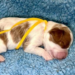 Jack - Blenheim male Cavapoo puppy in Fort Worth, Texas from Creekwood Miniature Cavapoos