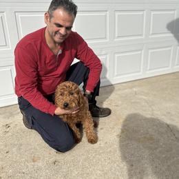 Sally - Goldendoodle