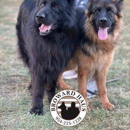 German Shepherd puppies from Vom Broward Haus